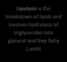 Fat metabolism (the doctor focused on this topic) when there is secretion of thyroid hormones into the blood, lipolysis will increase and this increases fatty acids concentration.