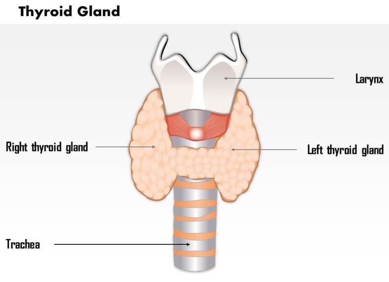 Overview about the thyroid gland The thyroid gland is one of the largest endocrine glands in the body.it s located immediately below the larynx, anterior to the trachea at both sides.
