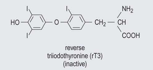 the structure of tyrosine amino acid. Actually, they all are synthesized from tyrosine.