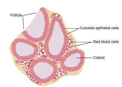 Histology of the thyroid gland The thyroid gland is made from closed follicles and each one of these follicles is filled with a material called (colloid).