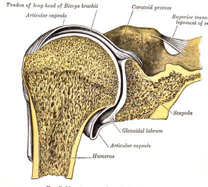 Anatomy Arthroscopic Labrum Repair of the Shoulder (SLAP) The shoulder joint involves three bones: the scapula (shoulder blade), the clavicle (collarbone) and the humerus (upper arm bone).