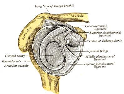 It is difficult to diagnose a tear in the glenoid labrum because the symptoms are very similar to other shoulder injuries.