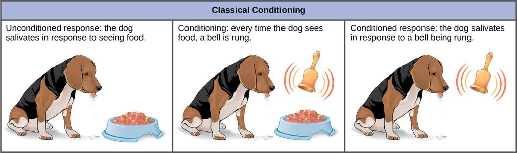 Terms that go with Classical Conditioning Conditioned: Learned Unconditioned: Natural, automatic US: Stimulus: