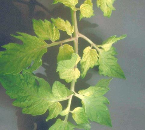 younger leaves, may turn totally