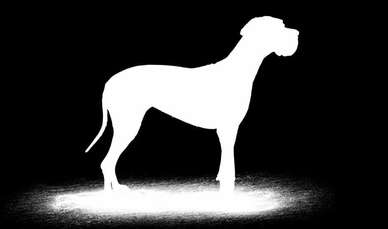 Mountain Dog, Black Russian Terrier,