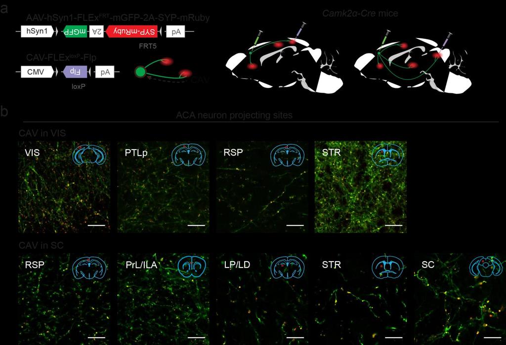 Supplementary Figure 10 ACA VIS and ACA SC neurons form synapses in the identified cortical and subcortical areas.