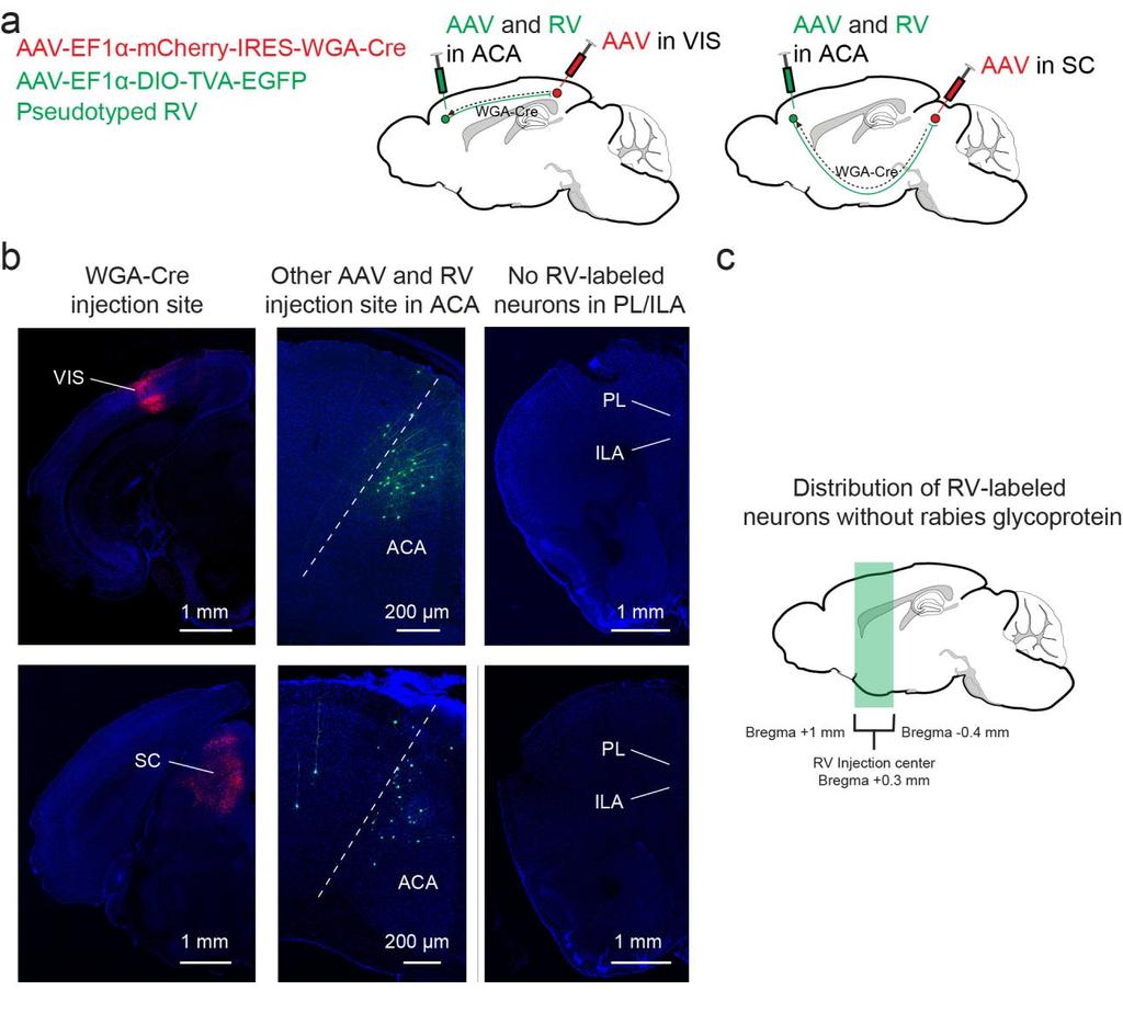 Supplementary Figure 14 Control experiments for WGA-Cre-mediated trans-synaptic tracing in ACA. (a) Viral vectors and injection procedure for negative control.