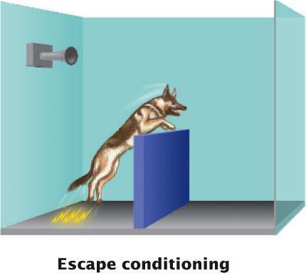 Escape Conditioning Learning to end painful stimuli The dog