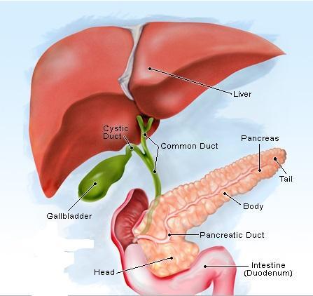 INFORMATION ON PANCREATIC HEAD AND PERIAMPULLARY CANCER What is Pancreas? The pancreas is a gland located in the back of your abdomen behind the stomach.
