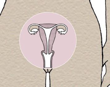 Menstruation The menstrual cycle is to prepare the female body for reproduction Inside a woman s body: