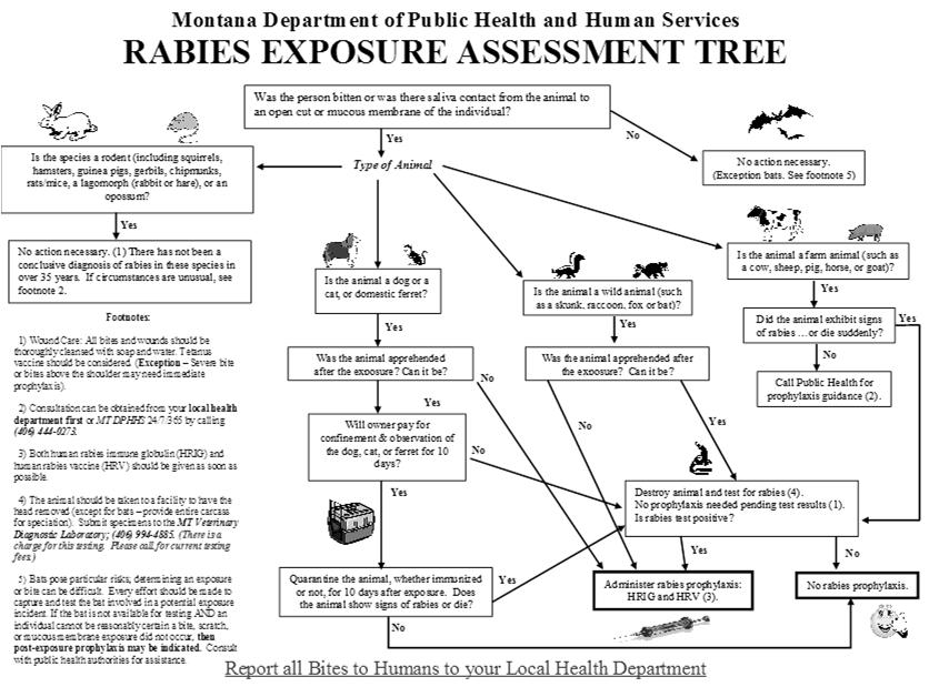 2013 Rabies in Montana REPORT ALL ANIMAL BITES TO YOUR LOCAL HEALTH DEPT 81 human exposures that warranted the recommendation for PEP Rabies Post Exposure Prophylaxis outcomes (animal and human) are