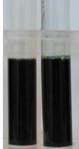 medium color depending on the bacterium or yeast ability to consume or not FOS as unique carbon source.