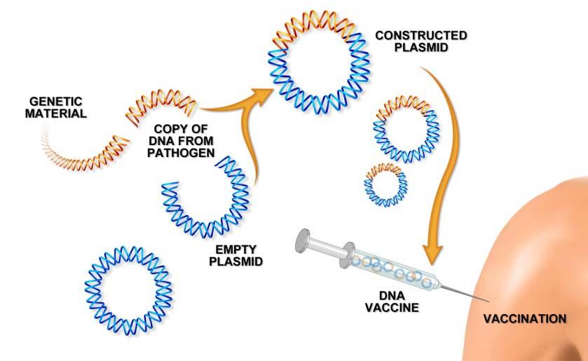 Vica CMV DNA vaccine - phase II study in HSCT recipients Singe-via formuation Two pasmids: gb + pp65 (5 mg tota DNA in 1-mL dose)