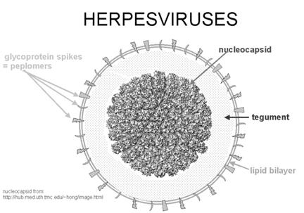 MedChem401 Herpesviridae Members of the herpesvirus family have been identified in