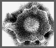 Herpesviridae glycoprotein B (gpb) spikes visible in membrane Herpesviridae After the