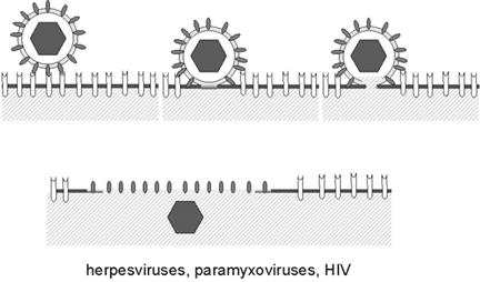 Herpesviridae- Classification # herpesviruses Replicate poorly Highly restricted host range Latency established in lymphoid tissue (T-cell or B-cell specific) Epstein-Barr Virus (EBV), a B-cell