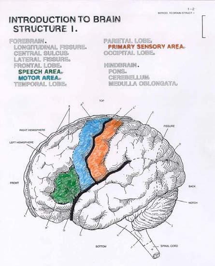 Brain Lesions Brain Insult, Injury, or Disease Broca s Area Patient H.M.