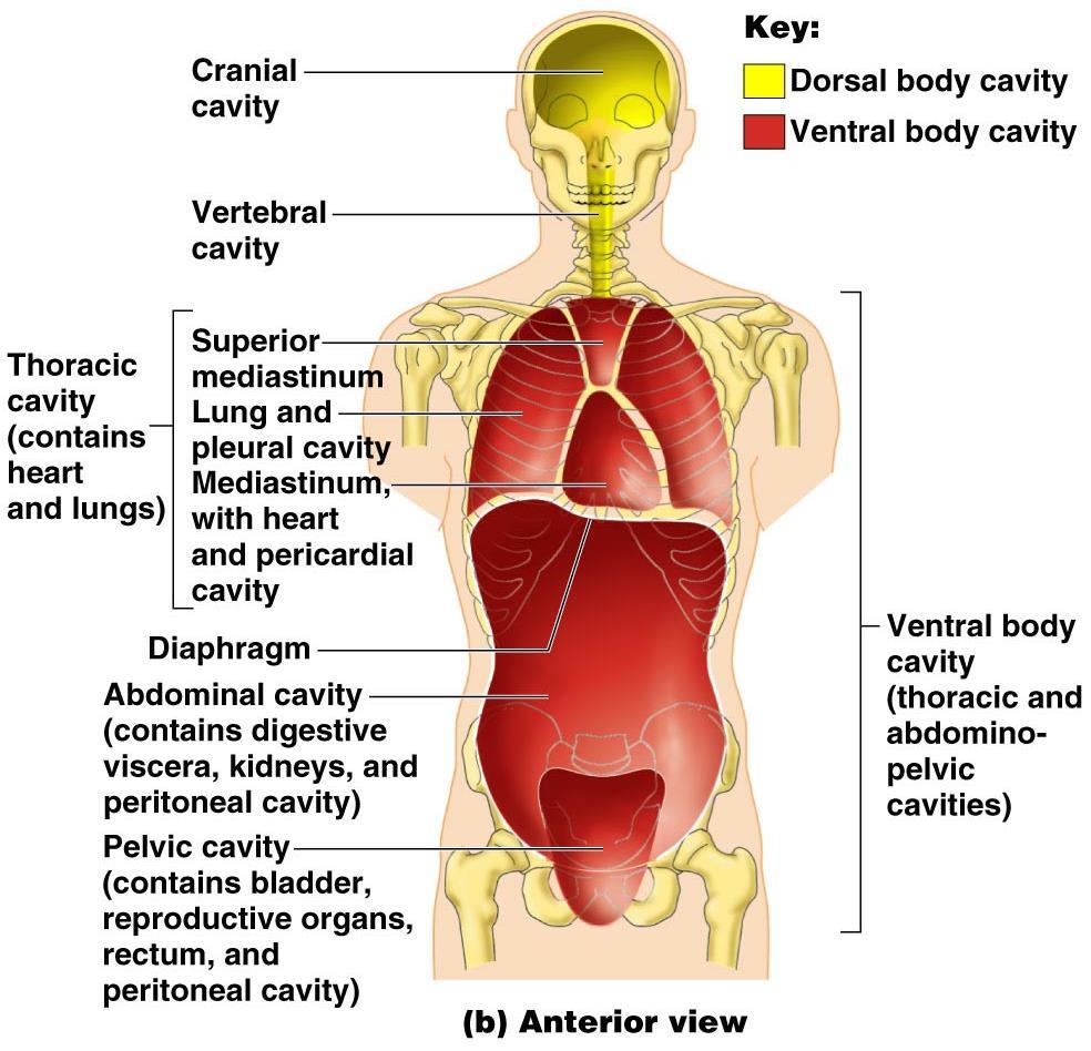 Body Cavities and Membranes Ventral body cavity Abdominopelvic cavity divided into two parts Abdominal cavity contains