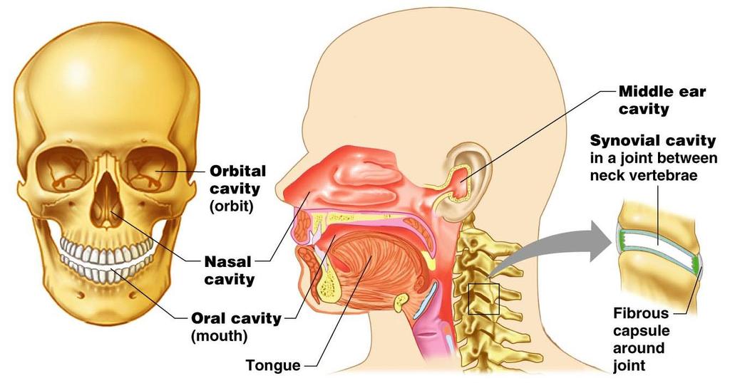Other Body Cavities Oral cavity Nasal cavity