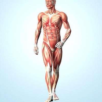 The Muscular System Body movements are due to the action of the muscles which are attached to the bones.