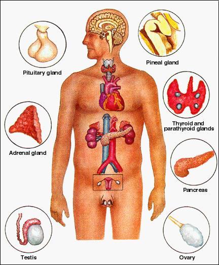 The Endocrine System A few scattered organs known as endocrine glands produce special substances called hormones, which regulate such body functions as growth, food utilization within the cells, and