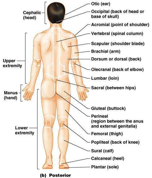 Anatomical Landmarks- Need to identify all the body landmarks & regions