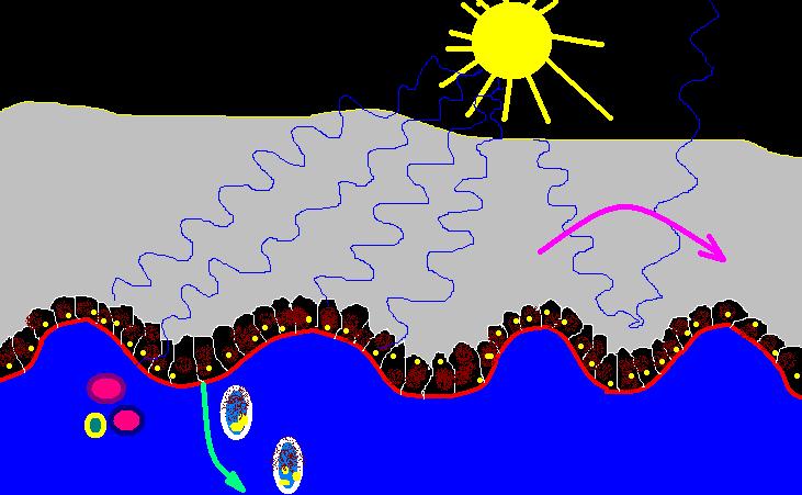 sun Epidermis stratum basale/germinativum absorbs UV light Provitamin D Some reflection Vitamin D B.M.