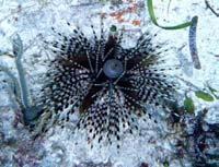 Subclass Euechinoidea True urchins and Sand