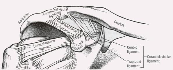 Periarticular connective tissue The AC joint is surrounded by a capsule that is direectly reinforced by superior and inferior ligaments.
