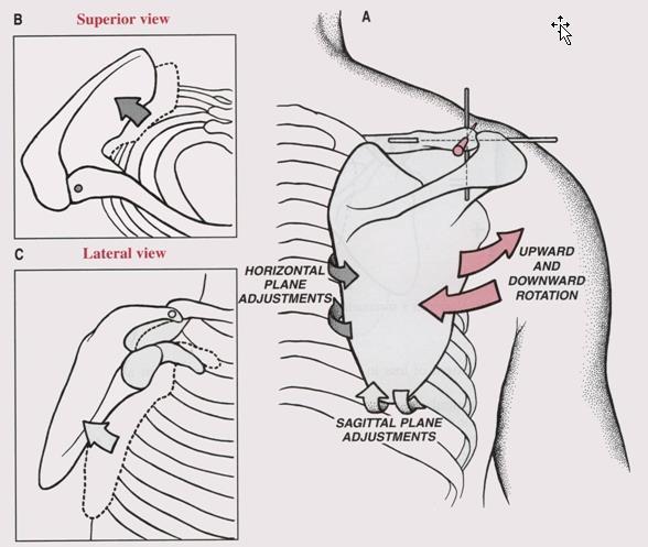 kinematics Upward rotation of the scapula at the AC joint occurs as the scapula swing upwardly and outwardly in relation to the lateral edge of the clavicle.