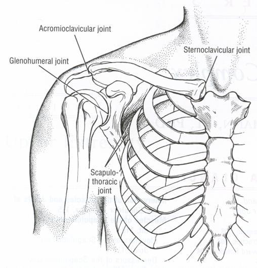 Four joints within the shoulder complex Sternoclavicular joint