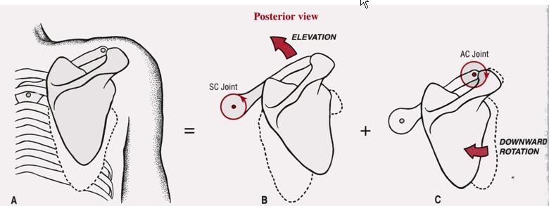 kinematics Scapular elevation at the scapulothoracic