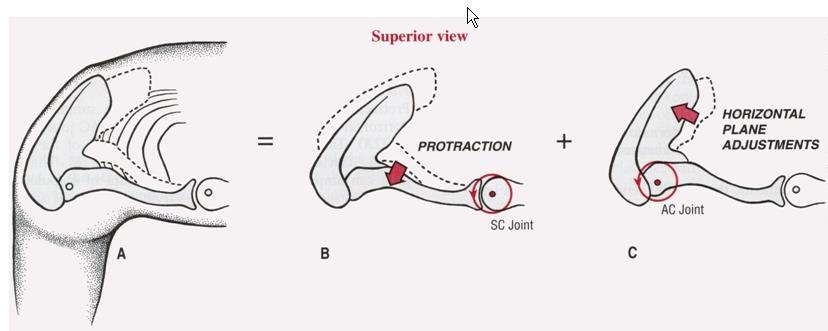 kinematics Protraction of the scapula occurs through a