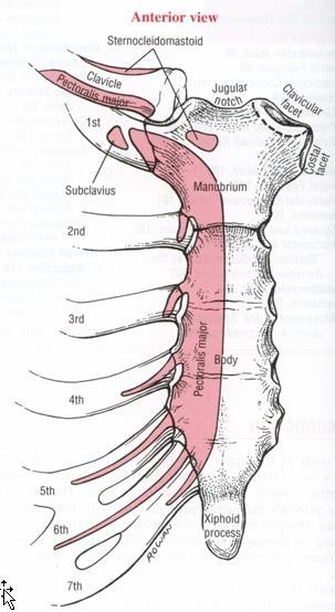Sternum The sternum consists of the