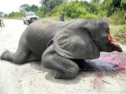 list) 1- Poaching for ivory