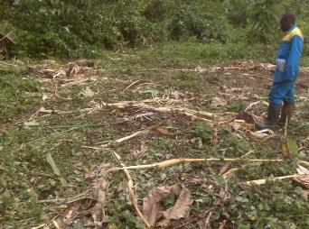NP. Banana farm completly destroyed by elephants in Monts de Cristal NP.