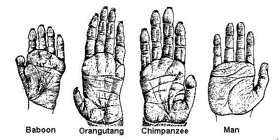 Hand Structure Diagram demonstrates difference
