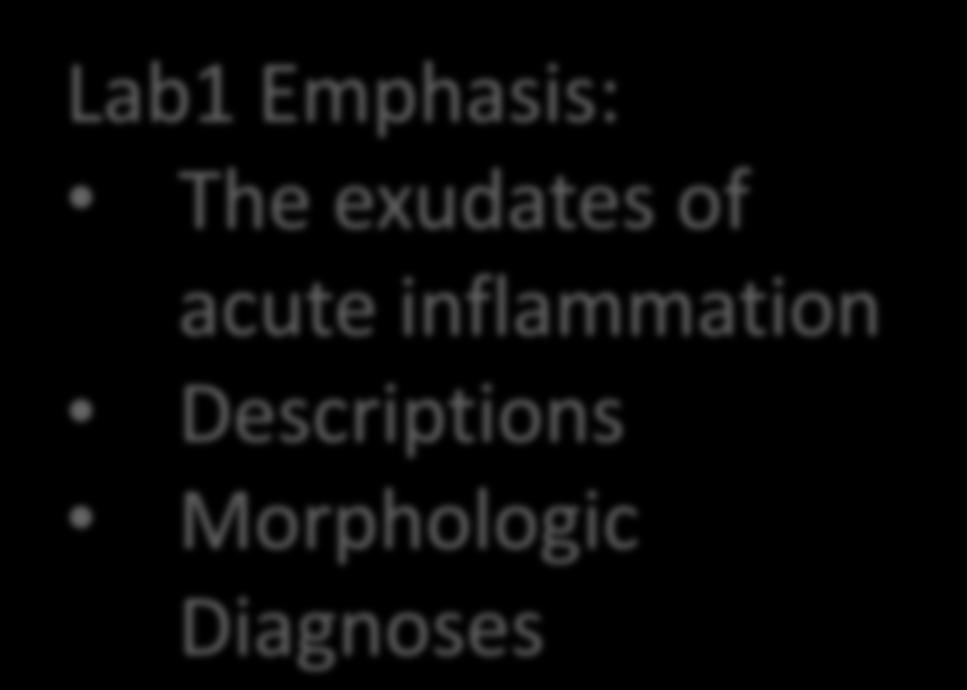 Inflammation Laboratory 1 Lab1 Emphasis: The