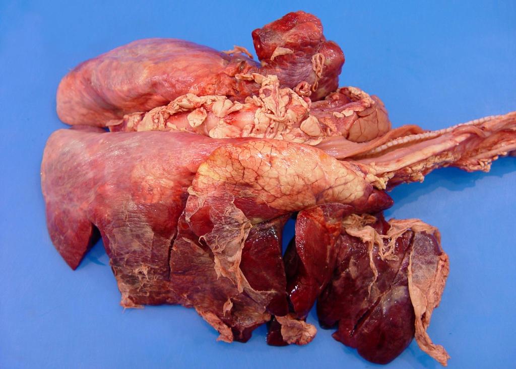 Lungs from a 2 day old