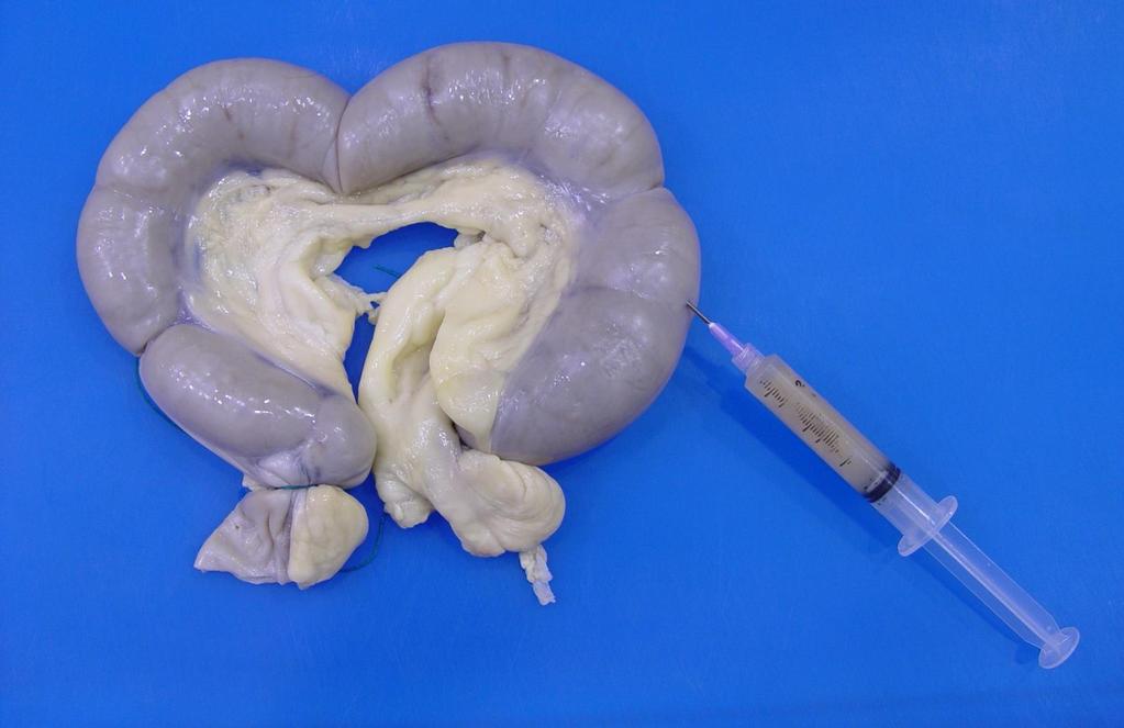 Uterus from a dog