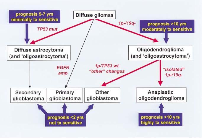Prognosis based on morphology is very imprecise Early attempt at glioma classification based