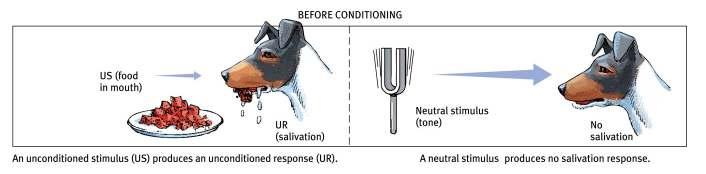 Pavlov s Experiments Before conditioning, food (Unconditioned Stimulus, US) produces