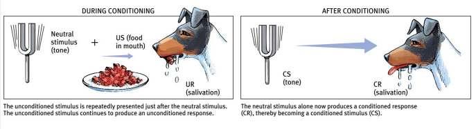 Pavlov s Experiments During conditioning, the neutral stimulus (tone) and the US (food) are paired, resulting in salivation (UR).