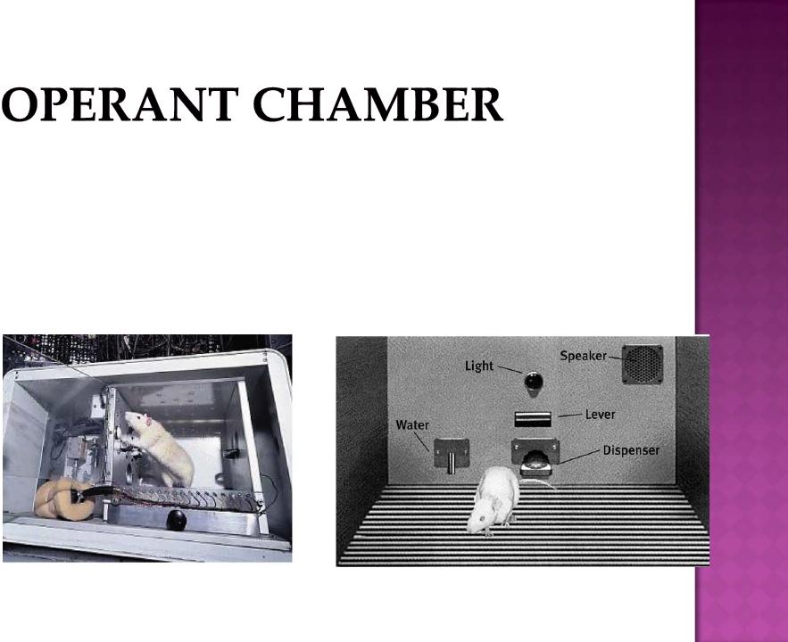 Using Thorndike's law of effect as a starting point, Skinner developed the Operant chamber, or the Skinner box, to study operant conditioning.