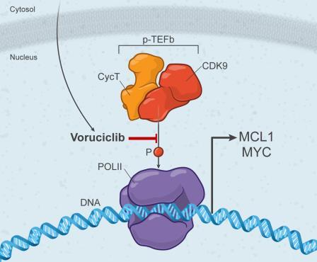 Voruciclib: Potential to Overcome Venetoclax Resistance Increased MCL1 is an