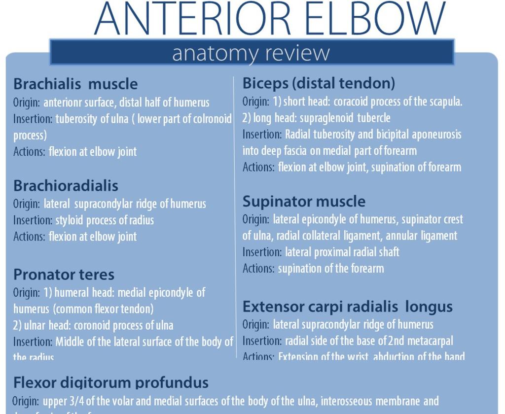 Fig. 7: Anterior elbow. anatomy review.