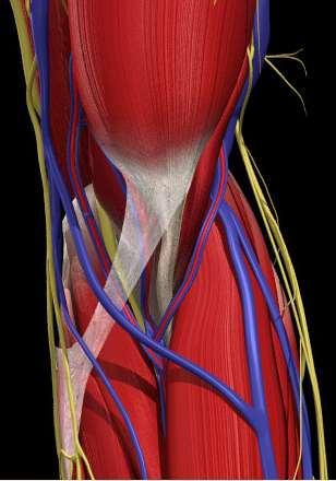 Muscles acting across the elbow Anterior group i. Biceps brachii ii. Brachialis iii. Brachioradialis iv. Pronator teres v. Pronator quadratus vi.