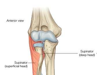 Posterior Group: Supinator O: Superficial Head from lateral epicondyle of humerus Deep head from