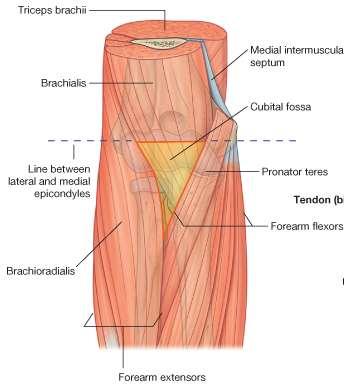 medial epicondyle of the humerus o Base of the triangle is an imaginary horizontal line between the
