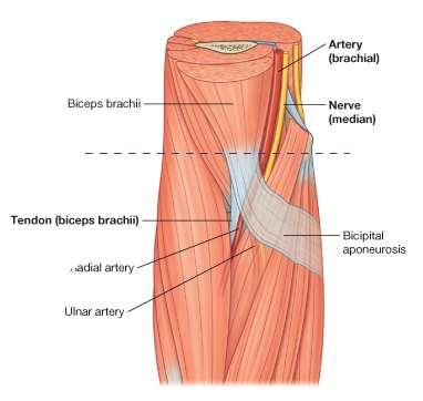Cubital Fossa: Contents From lateral to medial: 1. Tendon of the biceps brachii muscle 2. Brachial artery 3.